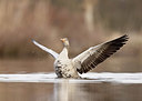 BUITEN BEELD Foto: 374287