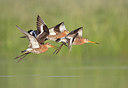 BUITEN BEELD Foto: 374533