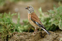 BUITEN BEELD Foto: 374814