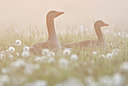 BUITEN BEELD Foto: 374860