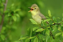 BUITEN BEELD Foto: 374866