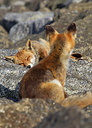 BUITEN BEELD Foto: 374960