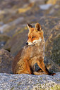 BUITEN BEELD Foto: 374962