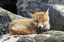 BUITEN BEELD Foto: 374976