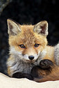 BUITEN BEELD Foto: 374979
