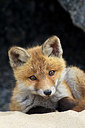 BUITEN BEELD Foto: 374980