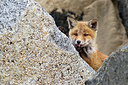 BUITEN BEELD Foto: 374982