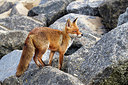 BUITEN BEELD Foto: 374999