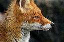 BUITEN BEELD Foto: 375000