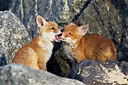 BUITEN BEELD Foto: 375007