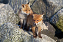 BUITEN BEELD Foto: 375013