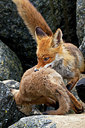 BUITEN BEELD Foto: 375032