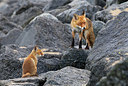 BUITEN BEELD Foto: 375038