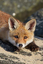 BUITEN BEELD Foto: 375048