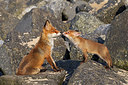 BUITEN BEELD Foto: 375054