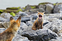 BUITEN BEELD Foto: 375058