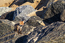 BUITEN BEELD Foto: 375062