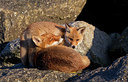 BUITEN BEELD Foto: 375063