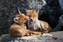 BUITEN BEELD Foto: 375072