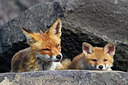 BUITEN BEELD Foto: 375093