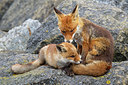 BUITEN BEELD Foto: 375095