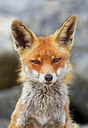BUITEN BEELD Foto: 375098