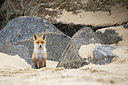 BUITEN BEELD Foto: 375106