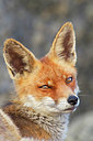 BUITEN BEELD Foto: 375110