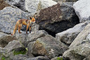 BUITEN BEELD Foto: 375133