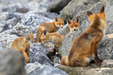BUITEN BEELD Foto: 375137