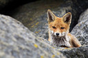 BUITEN BEELD Foto: 375153
