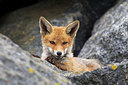 BUITEN BEELD Foto: 375154