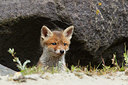 BUITEN BEELD Foto: 375174