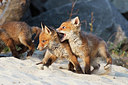 BUITEN BEELD Foto: 375209