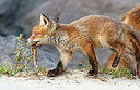 BUITEN BEELD Foto: 375214