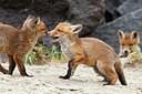 BUITEN BEELD Foto: 375227