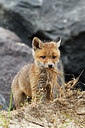 BUITEN BEELD Foto: 375229