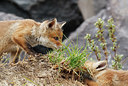 BUITEN BEELD Foto: 375230