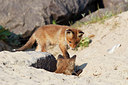 BUITEN BEELD Foto: 375268