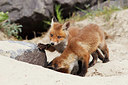 BUITEN BEELD Foto: 375340