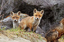 BUITEN BEELD Foto: 375364