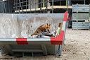 BUITEN BEELD Foto: 375375