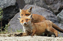 BUITEN BEELD Foto: 375385