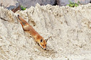 BUITEN BEELD Foto: 375419