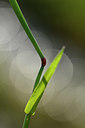 BUITEN BEELD Foto: 375558
