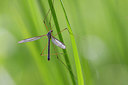 BUITEN BEELD Foto: 375798
