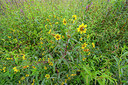 BUITEN BEELD Foto: 376169