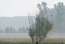 BUITEN BEELD Foto: 376249