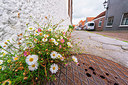 BUITEN BEELD Foto: 376251
