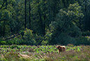 BUITEN BEELD Foto: 376271